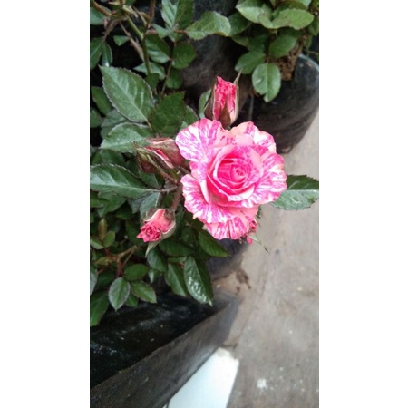 bunga mawar floribunda batik pink putih