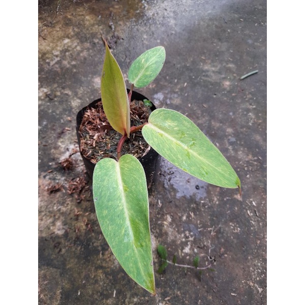 PHILODENDRON PAINTED LADY