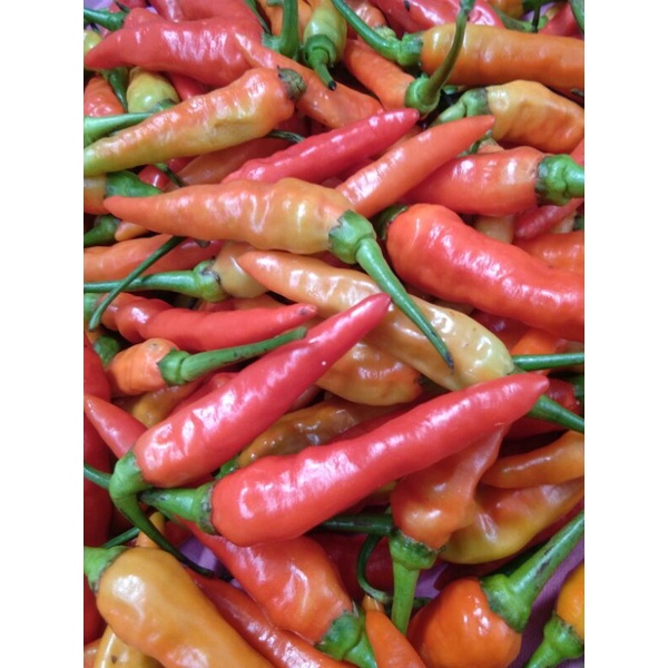 

CABE SUPER PEDES GEPREK/CABAI RAWIT SETAN 500Gr