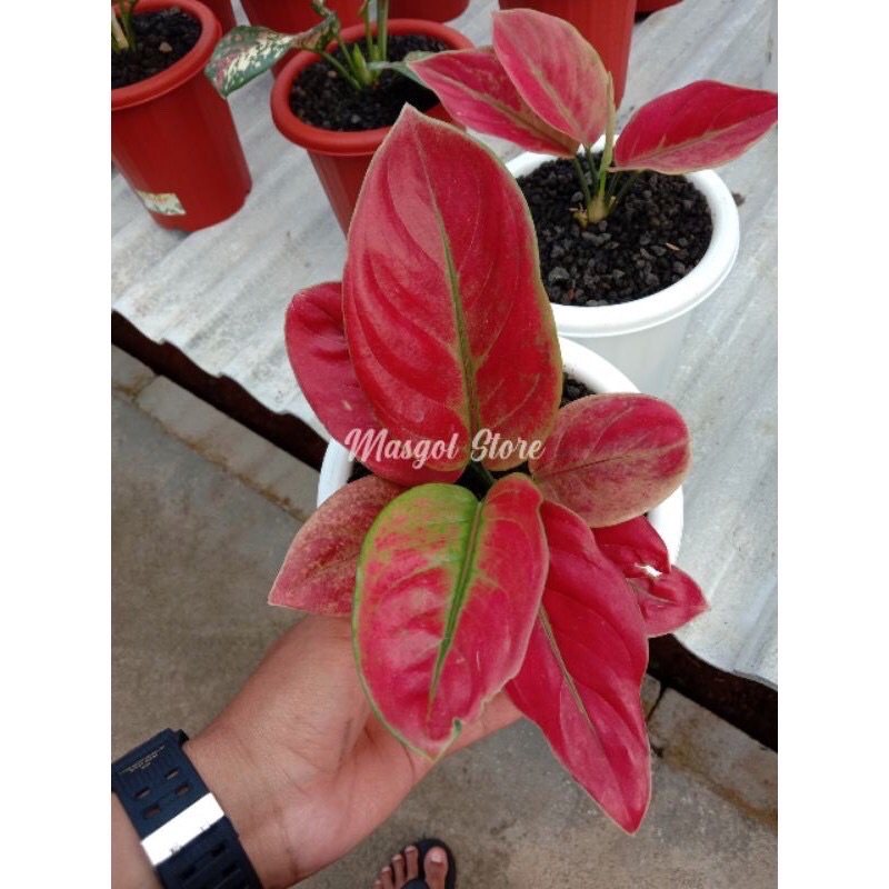 Aglonema Ayunindi anakan/tanaman hias