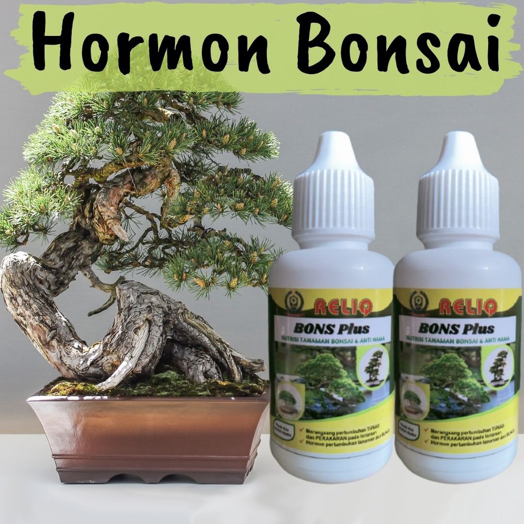 Hormon Tanaman Bonsai, Pupuk Hormon Bonsai Kelapa, Pupuk Bonsai Kelapa Media Air, Pupuk Bonsai Serut