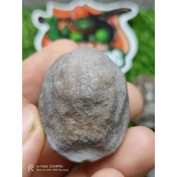 MUNCANG ADU JAYANTI ANAK BEDLEM