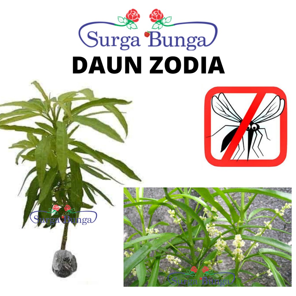 Tanaman Hias Daun Zodia Pengusir Nyamuk -bergaransi