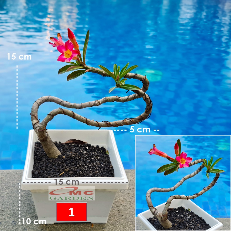 Tanaman Hias Bonsai Adenium Arabicum Obesum Kamboja Jepang B-KJ-008