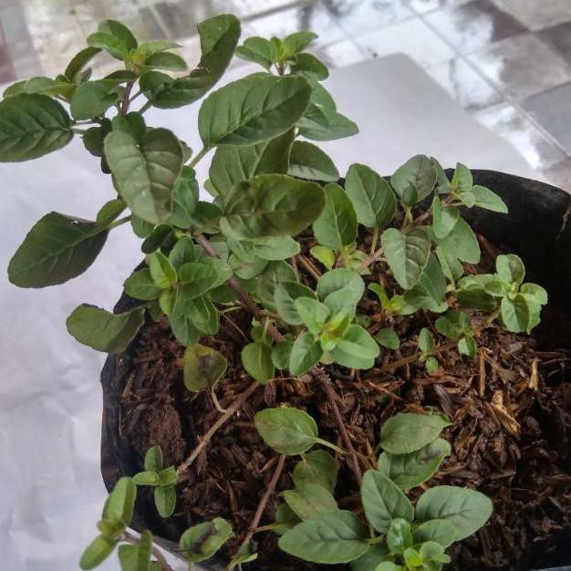 BIBIT TANAMAN ORIGANO R3BRN
