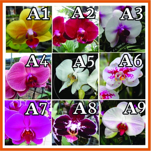 Paket Seedling Anggrek Bulan 9 plant