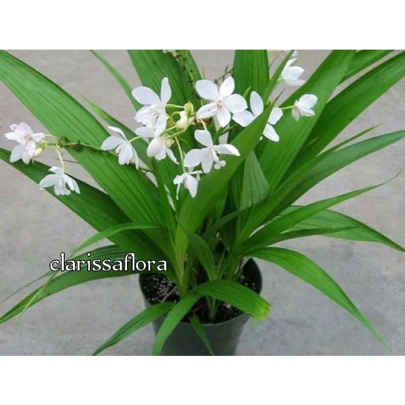 ANGGREK TANAH PUTIH - TANAMAN HIAS ANGGREK