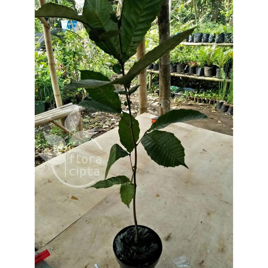 Paket 10 Bibit Matoa Okulasi Tanaman Terlaris Bibit Matoa Pohon Matoa Buah Matoa - WISATA AGROTANI