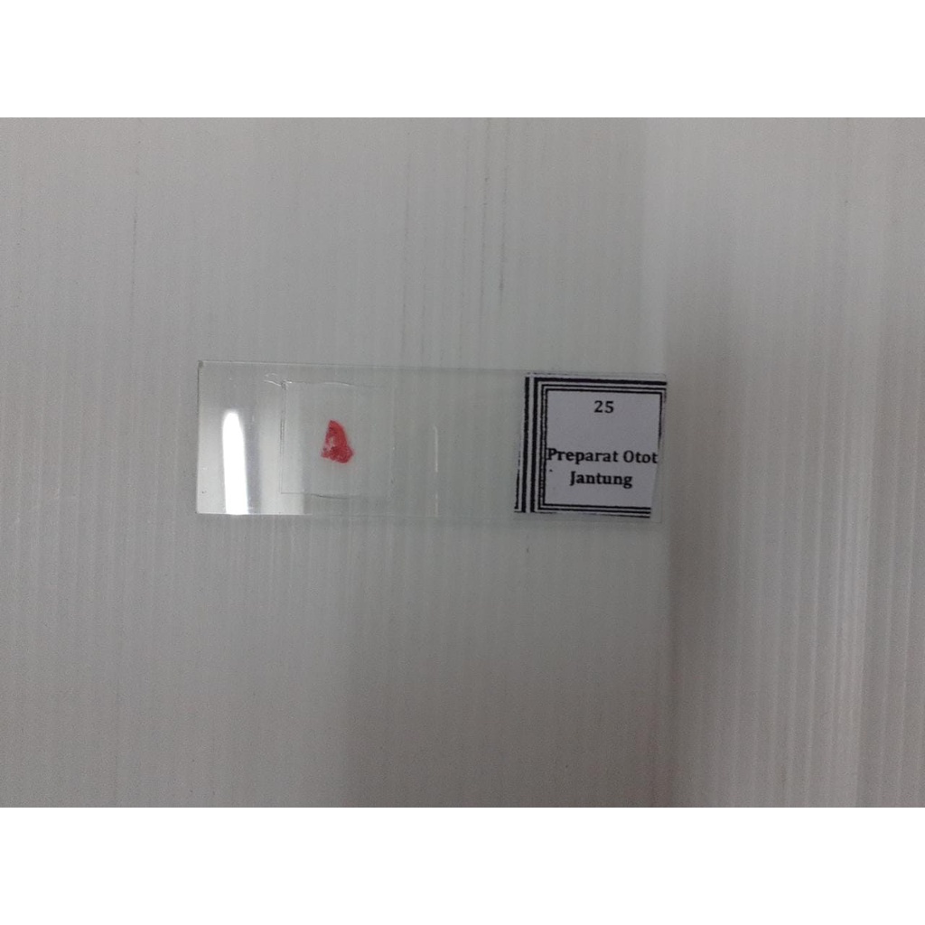 Preparat Otot Jantung