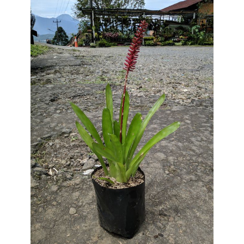 Tanaman Hias Bromelia hijau