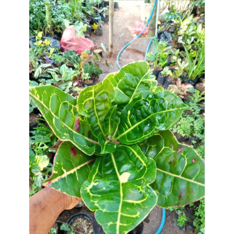 POHON PURING KURA-tanaman puring kura