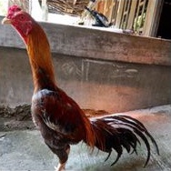 telur fertil ayam bangkok super