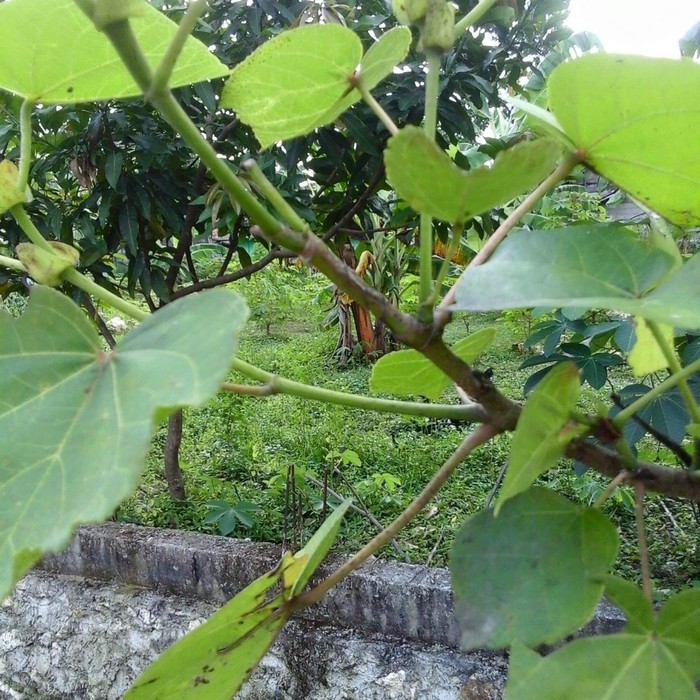 Bonsai Waru Merah Contoh Bonsai