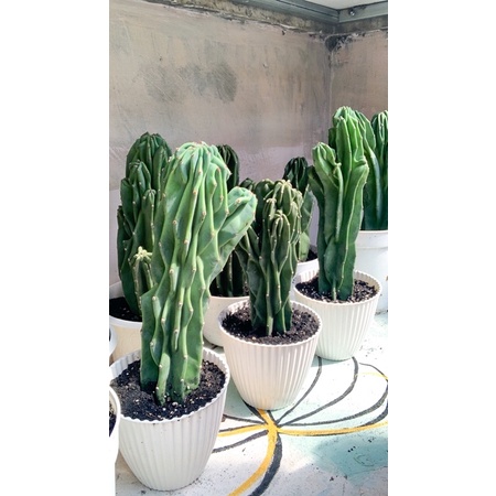 kaktus lilin murah mulai bercabang