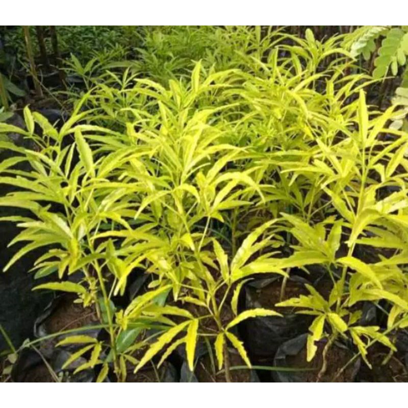 Bibit tanaman pohon Cendana