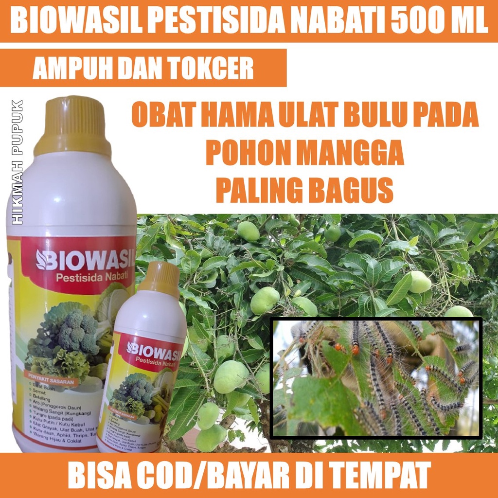 BIOWASIL Insektisida Pestisida Organik Obat Hama Pembasmi Ulat Bulu Buah Mangga Pada Semua Tanaman -