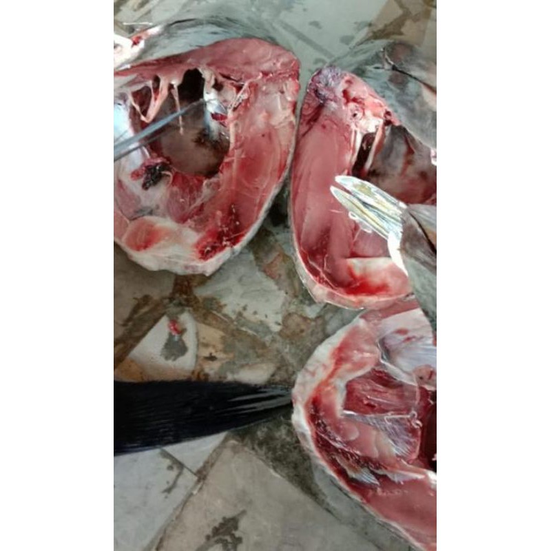 

Kepala Ikan Tuna Fresh 1 Kilo