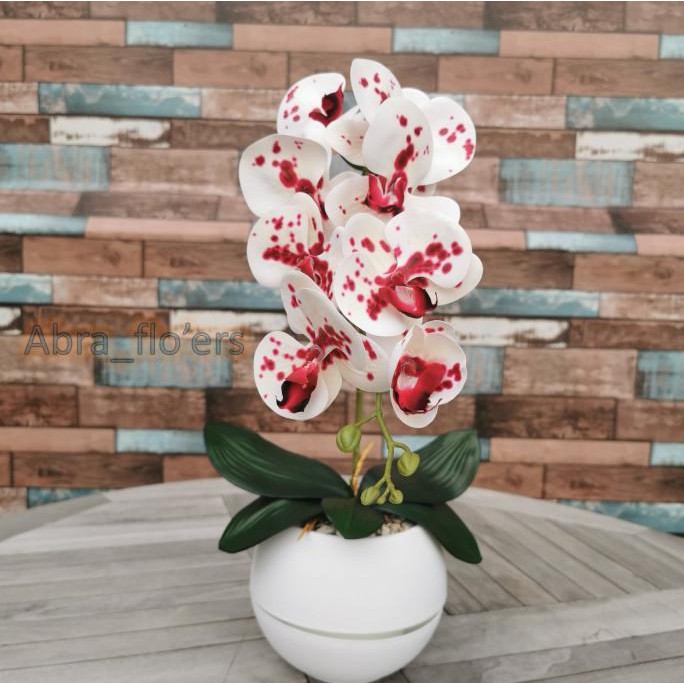 Anggrek Lateks Premium Putih gradasi merah pot bola putih plastik