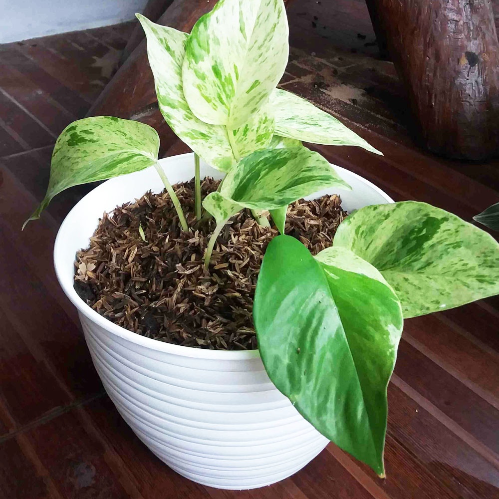 Pot Bunga dan Tanaman Plastik Putih 30 cm - isi 6 pcs