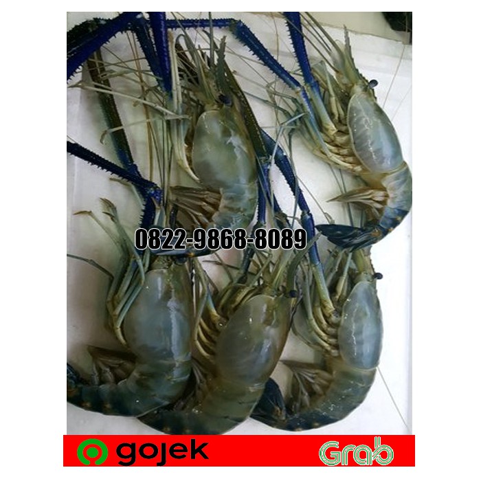 PROMO UDANG GALAH SEGAR / UDANG GALAH FRESH 5-8 EKOR 1 KG