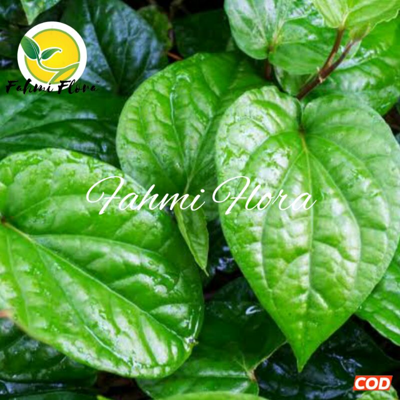 

DAUN Sirih hijau segar 150 gram