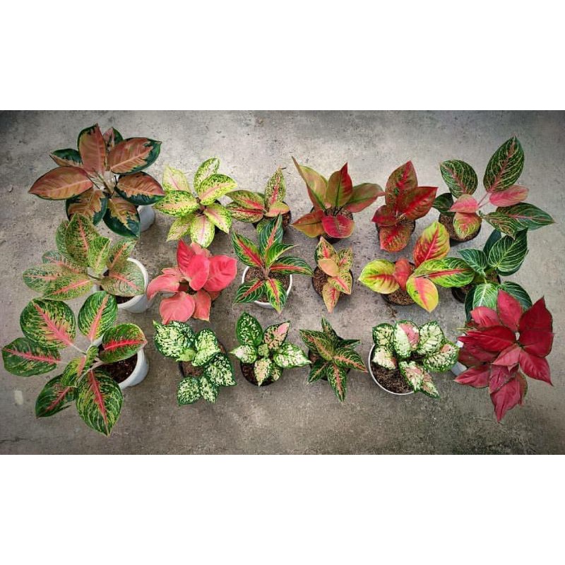 PROMO PAKET 18 AGLONEMA TUNAS BIBIT AGLONEMA SULTAN PAKET 18 FREE 2 TUNAS AG SUKSOM