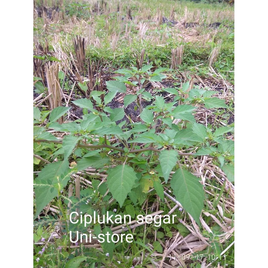 

Daun ciplukan Cecenet Segar 1kg