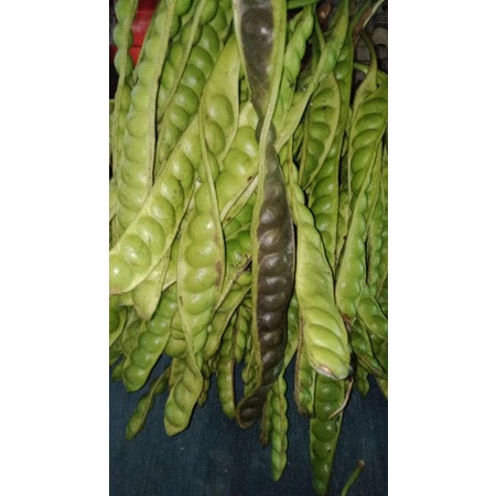 

Petai segar