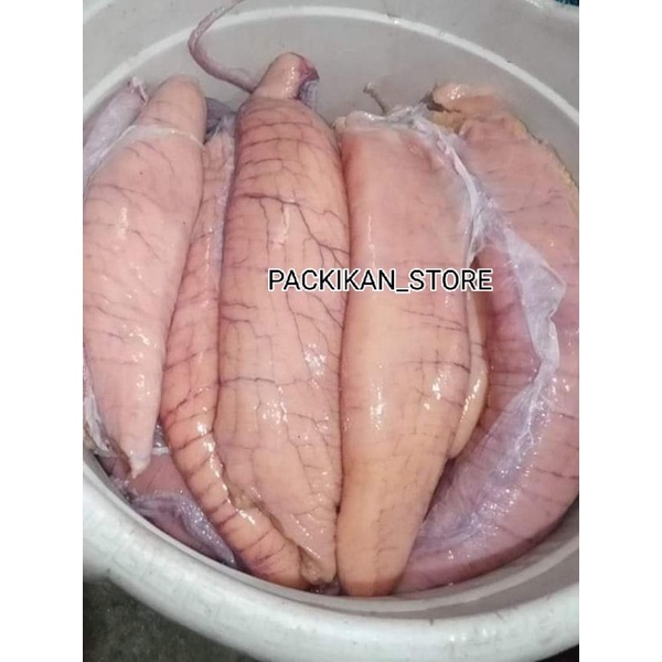 

TELUR IKAN TUNA