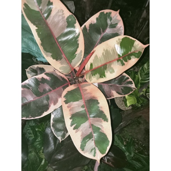 ficus ruby