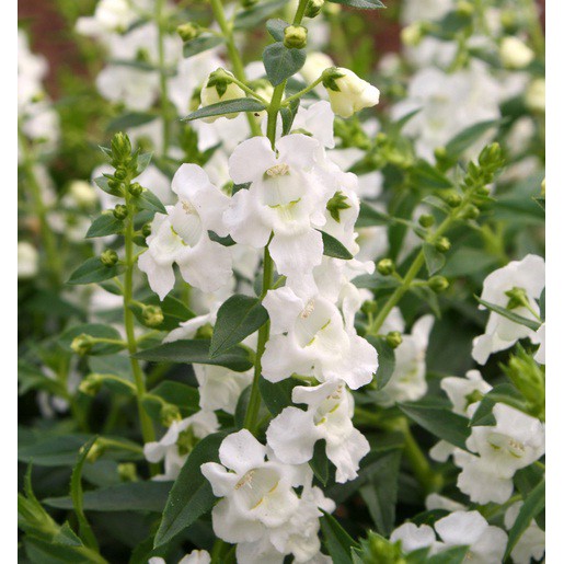 Angelonia Angustifolia Putih – Bunga Elegan nan Tahan Panas, Cocok untuk Taman & Dekorasi