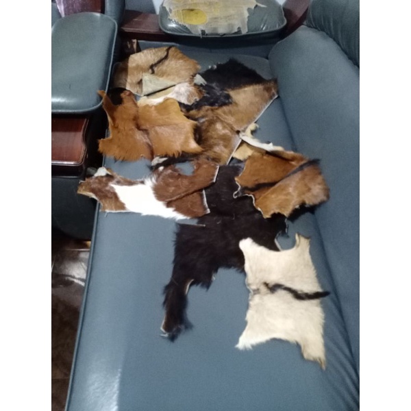 potongan kulit kambing samak bulu