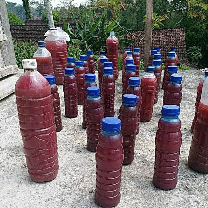 psb super / biang psb dari air rendaman jakaba