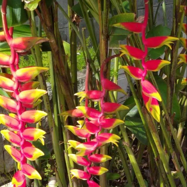 Tanaman hias pohon pisang Pisangan