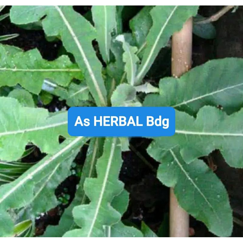 

Hemat 250 gram daun tempuyung segar petik langsung-az