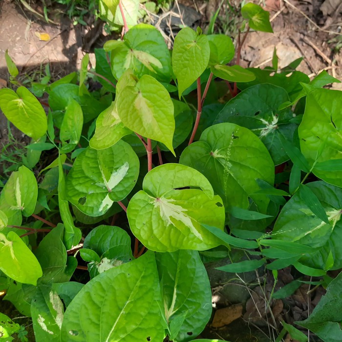 tanaman hias sirih varigata kuning