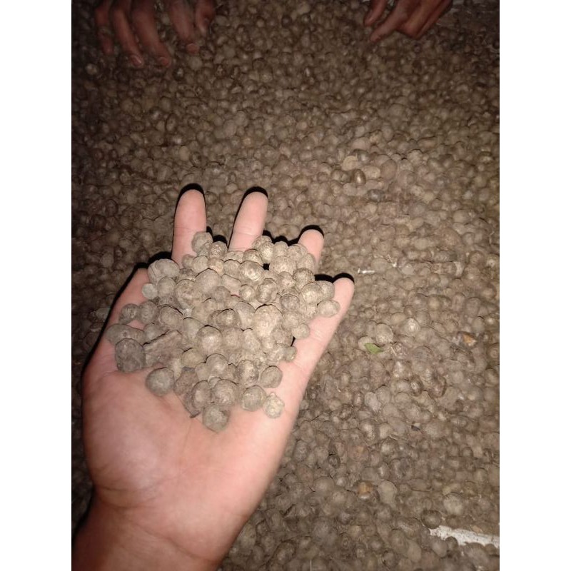 Bibit porang katak mini 1kg - isi 1000-2000 pcs
