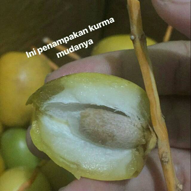

Kurma Muda
