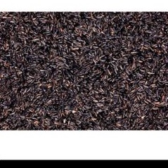 Niger Seed 100gram pakan burung red siskin kenari love bird blacktroat mozambik finsh