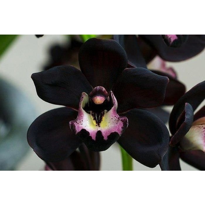 Anggrek Dendrobium Hitam Asli Papua Seedling Bibit Tanaman Bunga Murah
