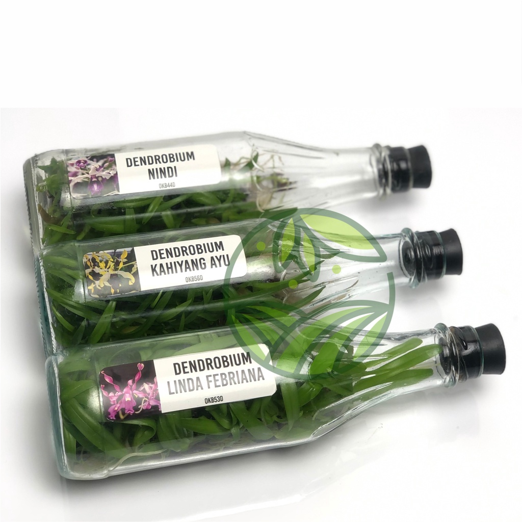 Bibit Anggrek Dendrobium Botolan Anggrek Botolan Dendro Botolan Bibit Dendro