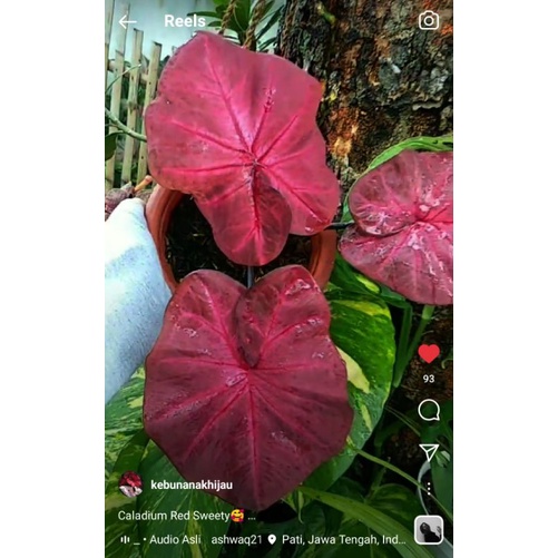 Caladium Red Sweety (Keladi Red Sweety)