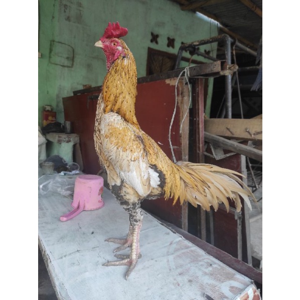 Ayam jago Birma Bangkok untuk pejantan bulu cantik