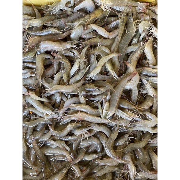 

UDANG KECIL FRESH SEGAR