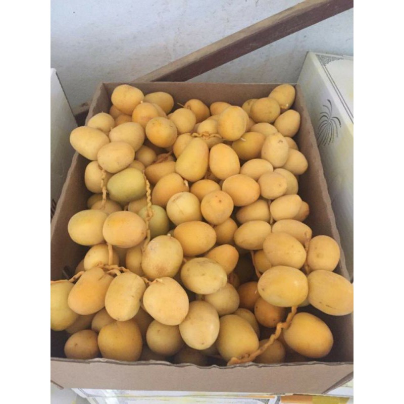 

kurma muda promil