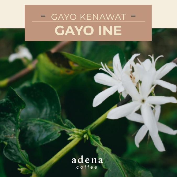 

Big Sale Green Bean Arabica Kampung Kenawat Gayo Ine 1 Kg Big Sale