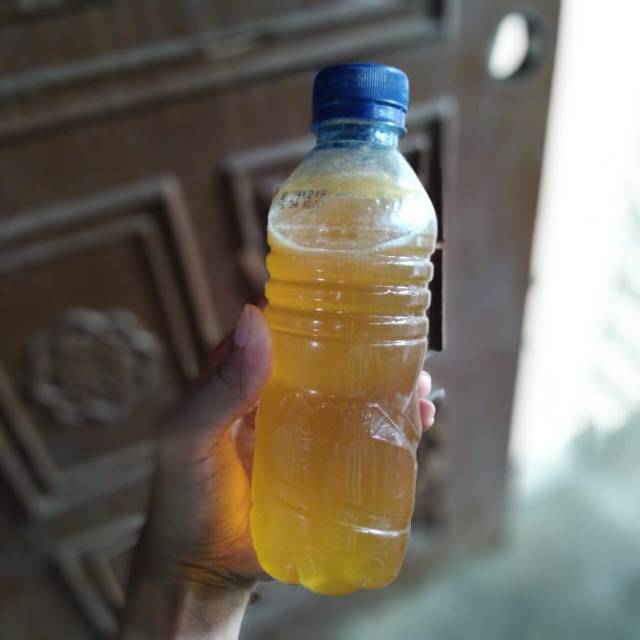 nutrisi semut rangrang kroto 1 liter