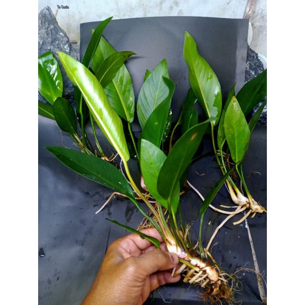 anubias gigantea