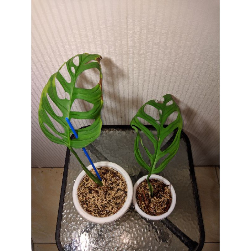 monstera esqueleto - tanaman hias mewah
