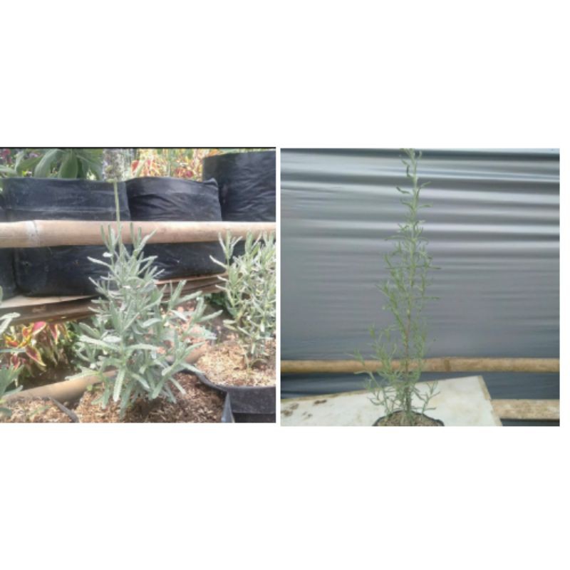 

paket lavender mexican dan french